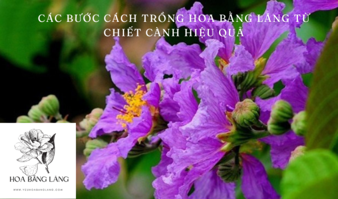 Các bước cách trồng hoa bằng lăng từ chiết cành hiệu quả