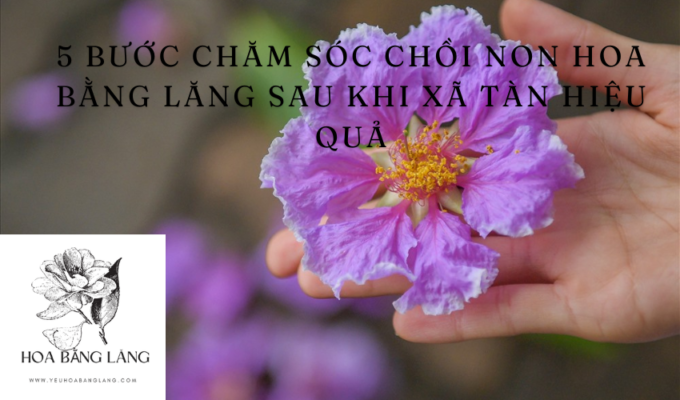 5 bước chăm sóc chồi non hoa bằng lăng sau khi xã tàn hiệu quả