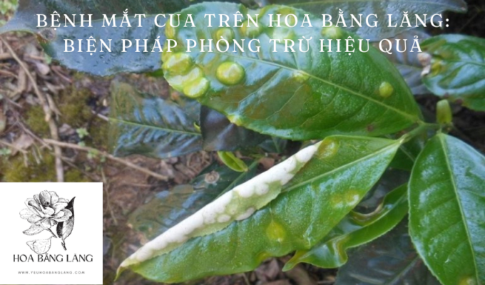 Bệnh mắt cua trên hoa bằng lăng: biện pháp phòng trừ hiệu quả