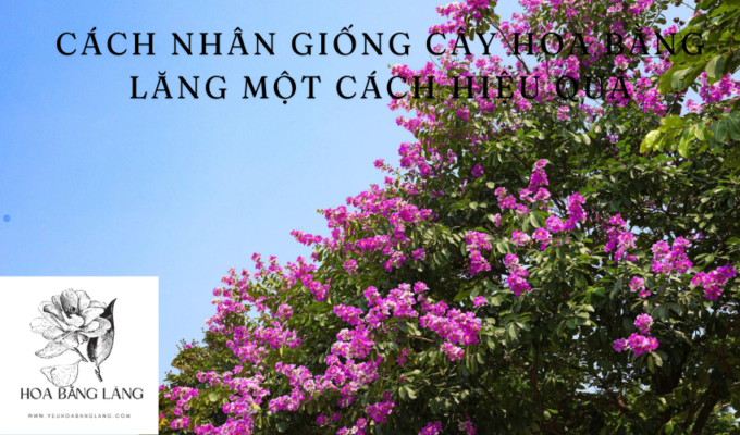 Cách nhân giống cây hoa bằng lăng một cách hiệu quả