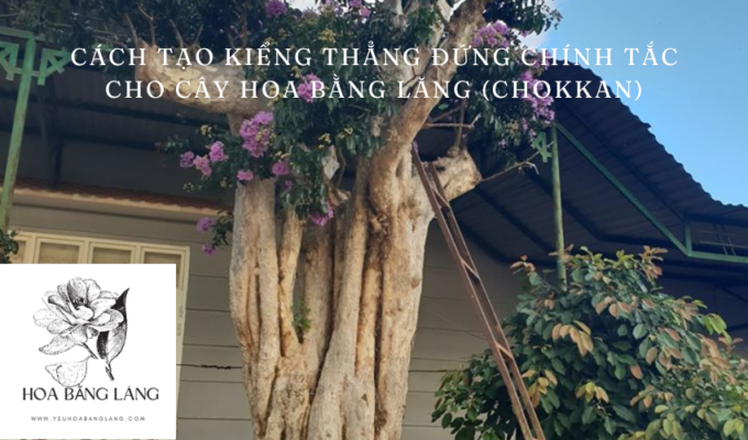 Cách tạo kiểng thẳng đứng chính tắc cho cây hoa bằng lăng (Chokkan)