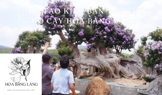 Cách tạo kiểu bán thác đổ cho cây hoa bằng lăng