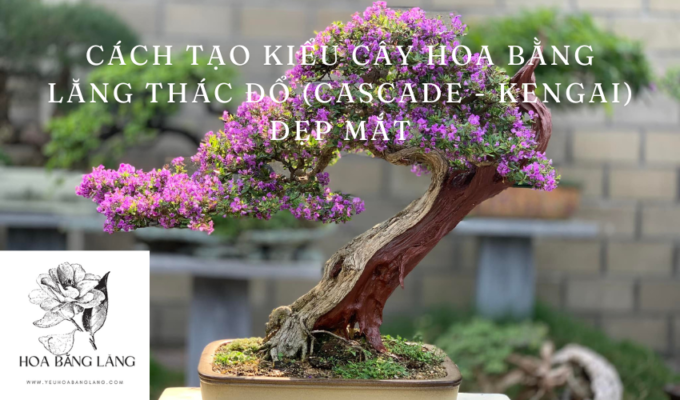 Cách tạo kiểu cây hoa bằng lăng thác đổ (Cascade - Kengai) đẹp mắt