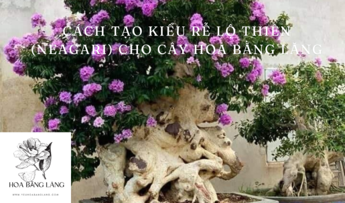 Cách tạo kiểu rễ lộ thiên (Neagari) cho cây hoa bằng lăng