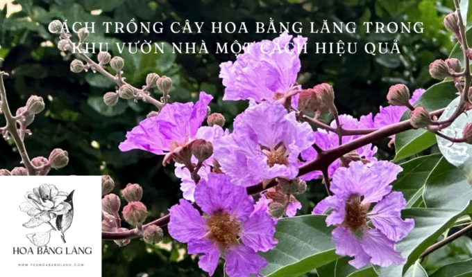 Cách trồng cây hoa bằng lăng trong khu vườn nhà một cách hiệu quả