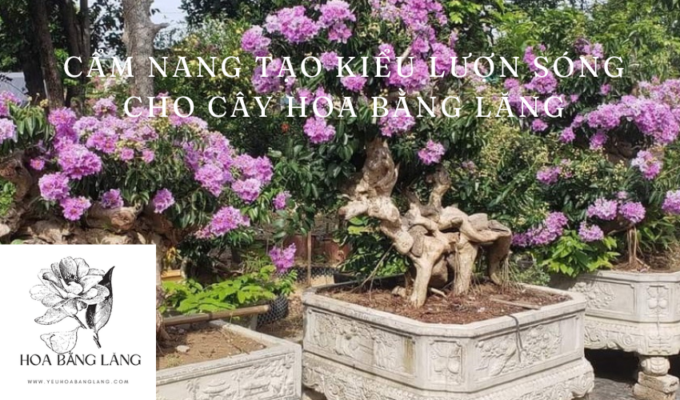 Cẩm nang tạo kiểu lượn sóng cho cây hoa bằng lăng