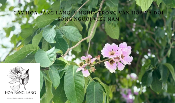 Cây hoa bằng lăng: Ý nghĩa trong văn hóa và đời sống người Việt Nam