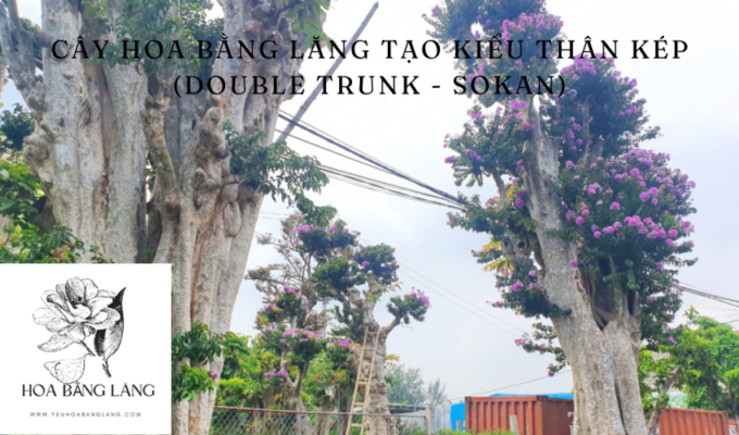 Cây hoa bằng lăng tạo kiểu thân kép (Double Trunk - Sokan): Đặc điểm và ...