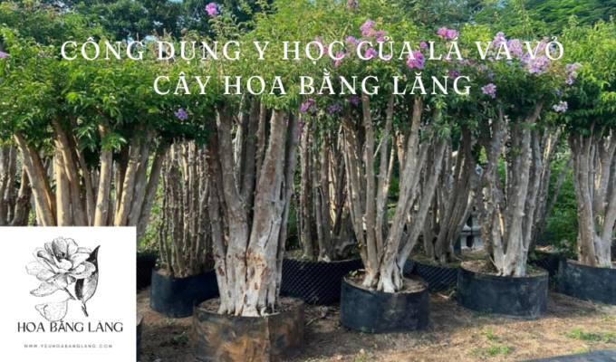 Công dụng y học của lá và vỏ cây hoa bằng lăng