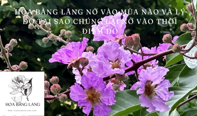 Hoa bằng lăng nở vào mùa nào và lý do tại sao chúng lại nở vào thời điểm đó