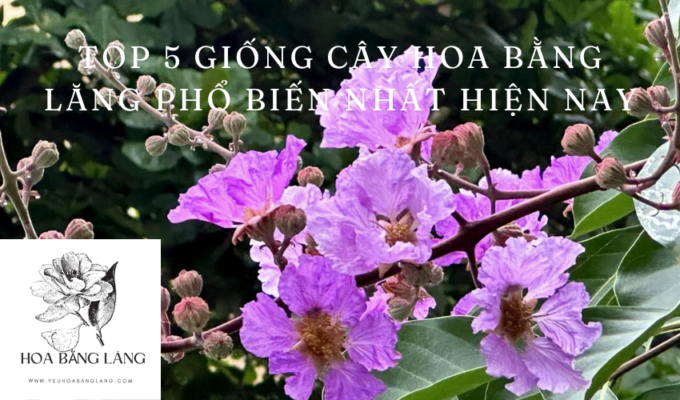 Top 5 giống cây hoa bằng lăng phổ biến nhất hiện nay