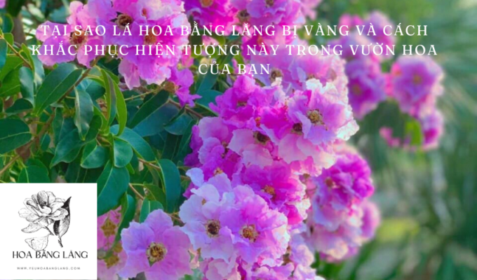 Tại sao lá hoa bằng lăng bị vàng và cách khắc phục hiện tượng này trong vườn hoa của bạn