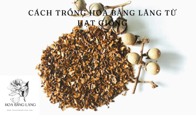 Cách trồng hoa bằng lăng từ hạt giống