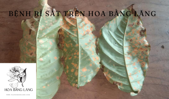 Bệnh rỉ sắt trên hoa bằng lăng