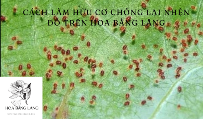 Cách làm hữu cơ chống lại nhện đỏ trên hoa bằng lăng