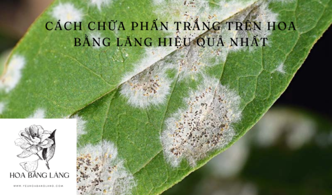 Cách chữa phấn trắng trên hoa bằng lăng hiệu quả nhất