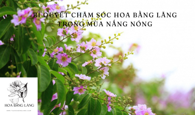 Bí quyết chăm sóc hoa bằng lăng trong mùa nắng nóng