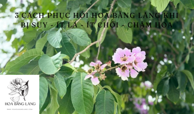 3 Cách phục hồi hoa bằng lăng khi bị suy - ít lá - ít chồi - chậm hoa